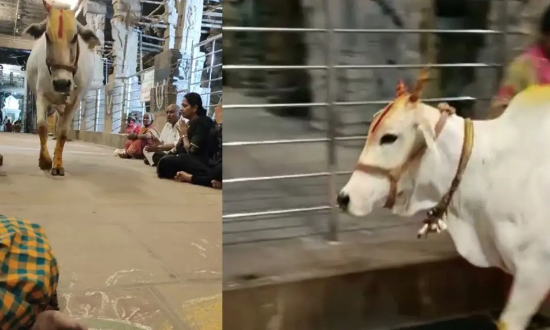 गौ माता लक्ष्मी नरसिम्हा स्वामी