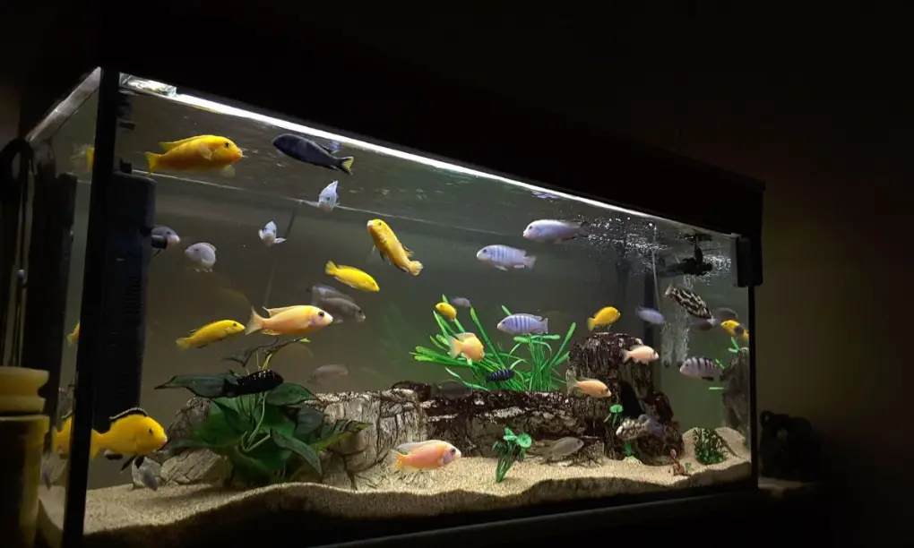 घर में aquarium रखना शुभ या अशुभ