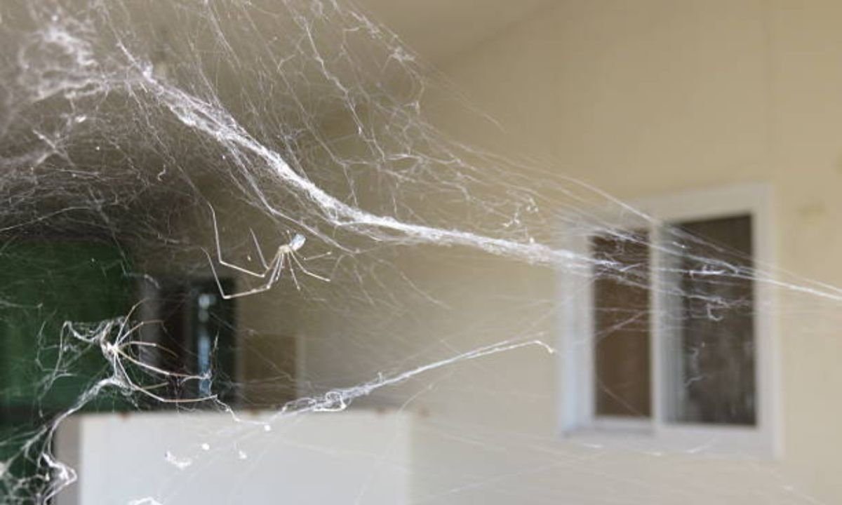 घर में मकड़ी का जाला होना शुभ है या अशुभ