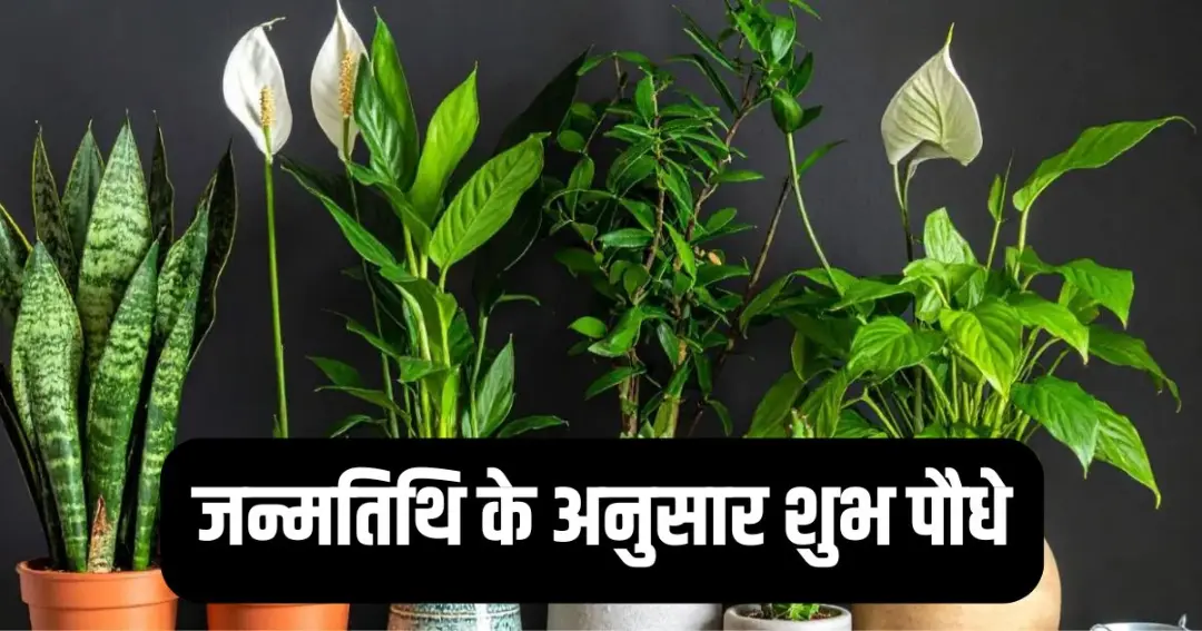 lucky plants by birth date