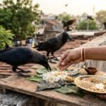 श्राद्ध में कौवा न मिले तो क्या करें (1)
